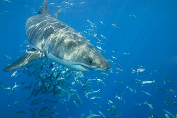 Fototapeta premium Great White Shark