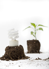 Energy Efficient Light Bulb & Small Green Plant Sprout from Soil