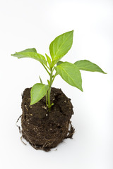 Garden Plant Ready For Planting