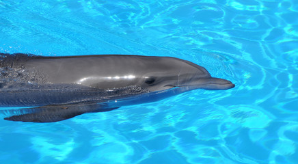Delfin