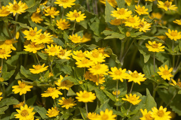 Fototapeta premium 黄色い菊