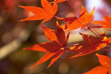 紅葉