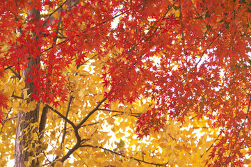 紅葉