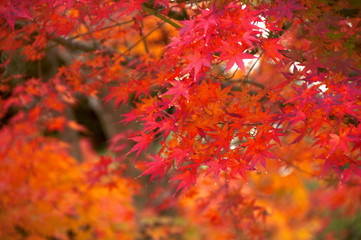紅葉