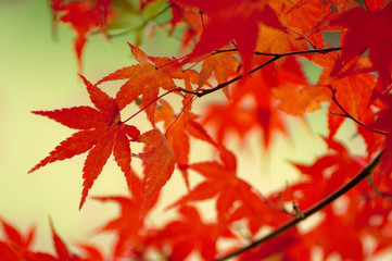 紅葉