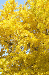 御堂筋のイチョウ