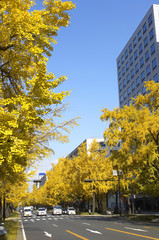 御堂筋のイチョウ