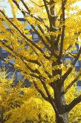 御堂筋のイチョウ