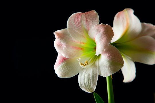 Amaryllis lily
