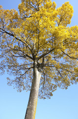 紅葉した一本の木