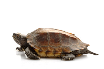 Jagged shell box turtle