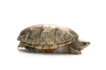 Common Musk Turtle