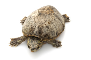 Common Musk Turtle