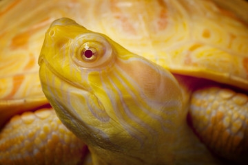 Albino Columbian Slider