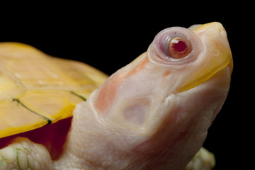 Albino red-eared slider