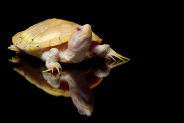 Albino red-eared slider