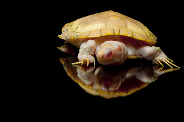 Albino red-eared slider