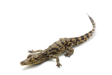 Naklejka premium Krokodyl nilowy