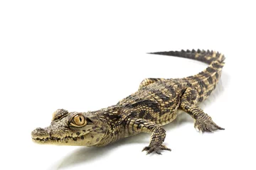 Foto auf Acrylglas Krokodil Nilkrokodil