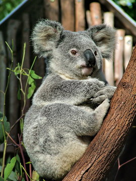 Koala is sitting on the tree