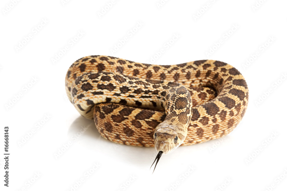 Wall mural Bull Snake