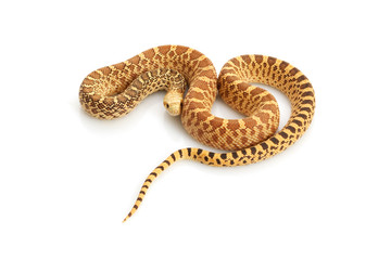 Hypo Bull Snake