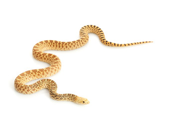 Fototapeta premium Hypo Bull Snake