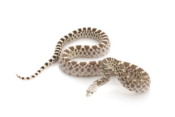Ghost Bull Snake
