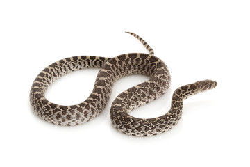 Axanthic Bull Snake