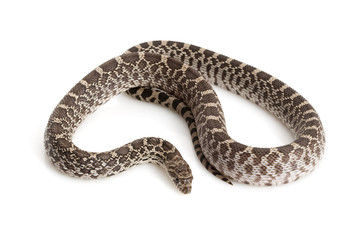 Axanthic Bull Snake