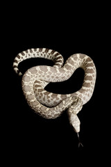 Ghost Bull Snake