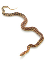 Cape Gopher Snake