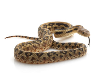 Obraz premium Mexican Lined Gopher Snake