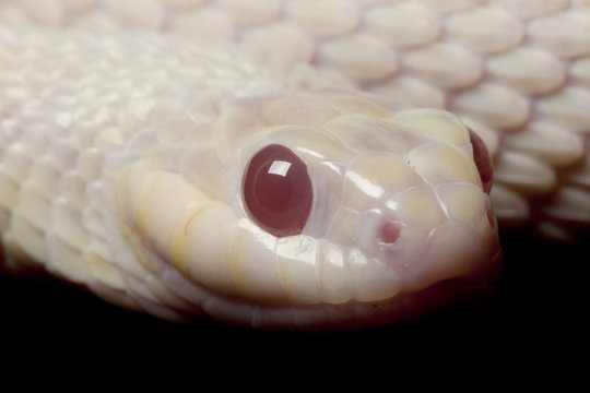 Snow Eastern Plains Garter Snake