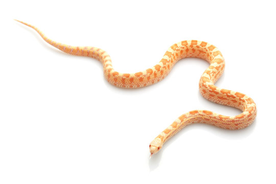 Hypo-albino Sonoran Gopher Snake