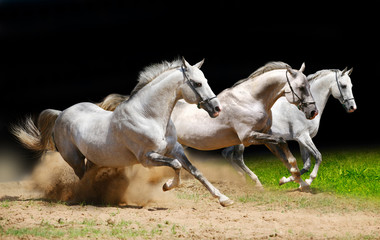 three stallions on black galloping in dust