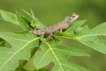 Eidechse in der Natur