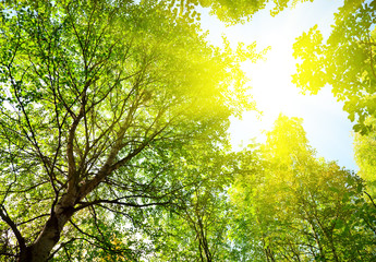 sun in deep forest