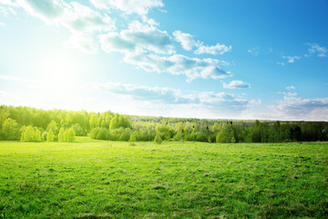 Obraz premium sunset in spring forest