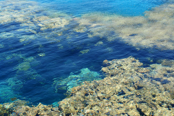 Fototapeta na wymiar Rafa koralowa