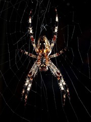 spider (bottom view)