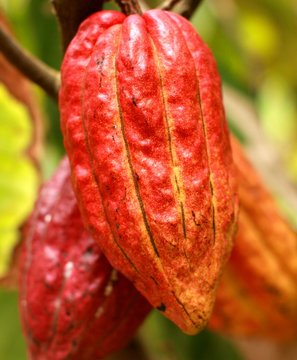 cacao