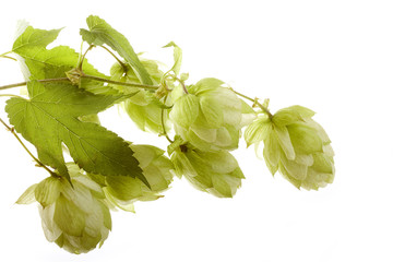 Hopfen durchscheinend