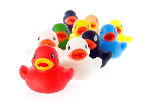 a group of ducks