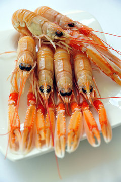 cigalas