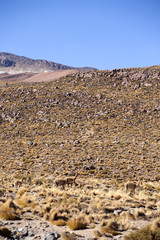 lamas - Atacama, Chile.
