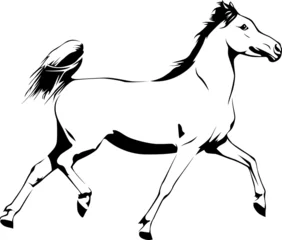 Foto op Plexiglas Arabian Horse © BarefootBornDesign