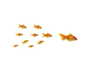 following shoal small gold fish for large