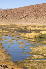 Desert de l'atacama