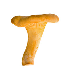 Fototapeta premium single yellow chanterelle